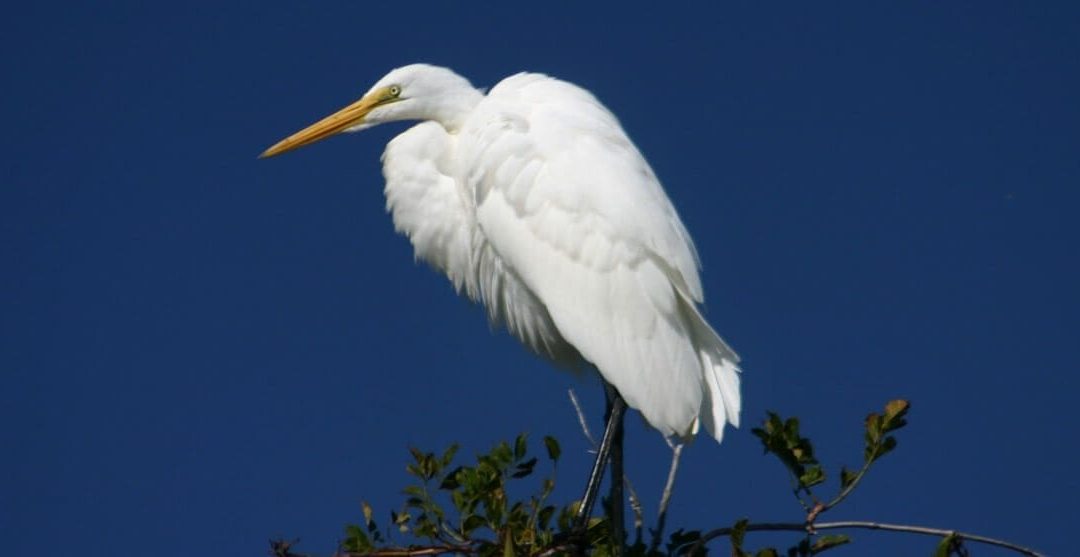 Birdwatching in Cape May: A Guide for 2023