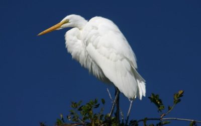 Birdwatching in Cape May: A Guide for 2023