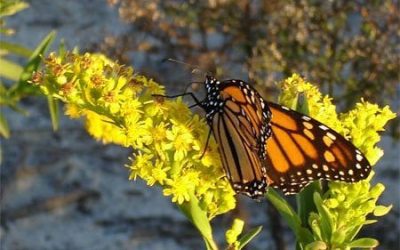 A Brief Guide to Cape May Flowers