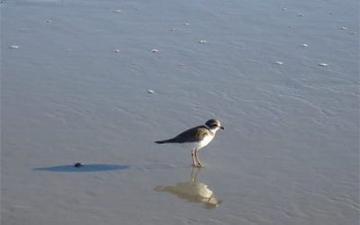 The Best Nature Walks in Cape May